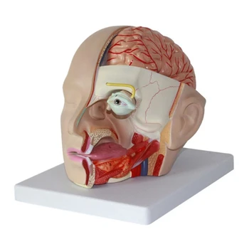 Модель мозговой артерии, анатомическая модель мозговой артерии D5QC